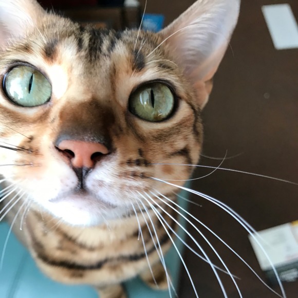 cailala